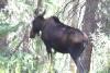 After a family with a car drove up way too fast and stopped right next to us, the moose cow ran away quickly.