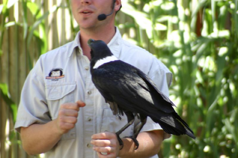 2007-06-18 11:15:02 ** Utah, Zoo ** The money then lands in the pocket of the trainer.