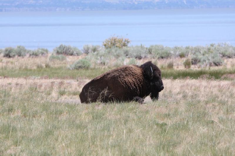 2012-06-11 13:00:39 ** Antelope Island, Bison, Utah ** 