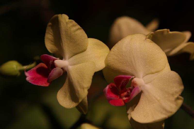 2014-03-14 11:18:15 ** Botanical Garden, Chicago, Illinois ** 