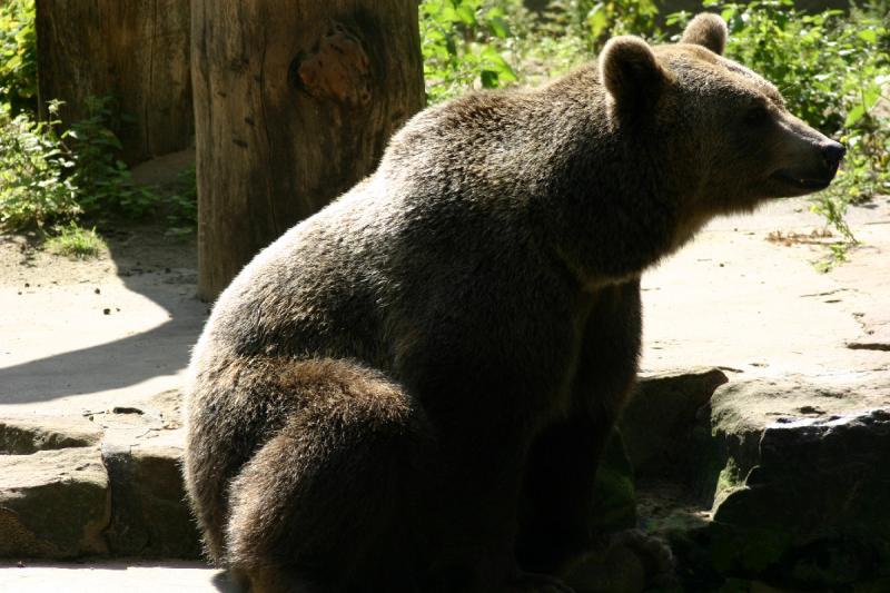 2005-08-24 14:47:52 ** Berlin, Germany, Zoo ** Brown bear.