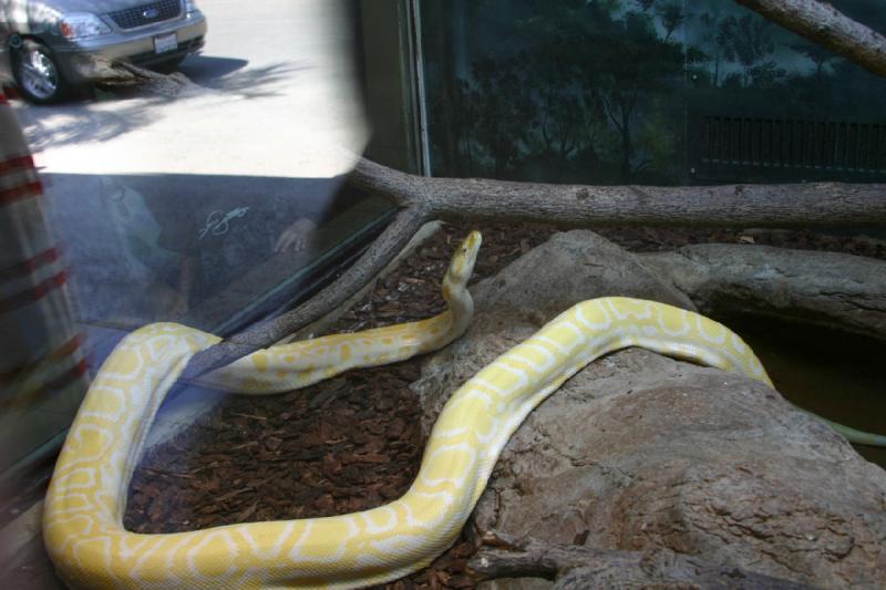 2008-03-20 13:41:02 ** San Diego, Zoo ** Albino Burmese Python (Python molurus bivittatus).