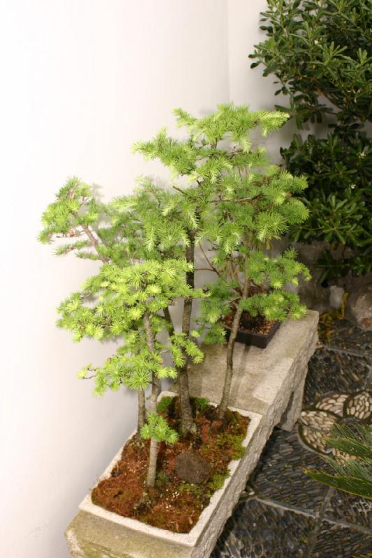 2005-05-05 12:15:31 ** Botanical Garden, Oregon, Portland ** At many places throughout the park are bonsai trees. 2005-05-05 12:15:31 ** Botanical Garden, Oregon, Portland ** At many places throughout the park are bonsai trees.