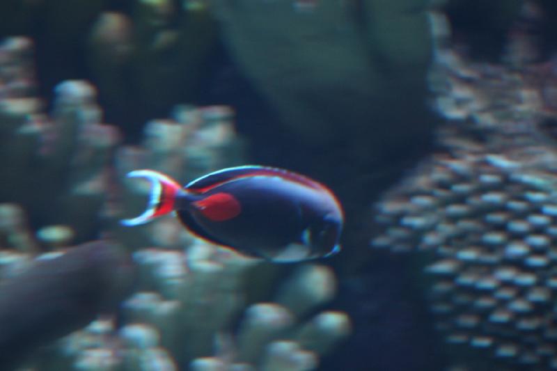 2014-03-12 15:49:18 ** Chicago, Illinois, Shedd Aquarium ** 