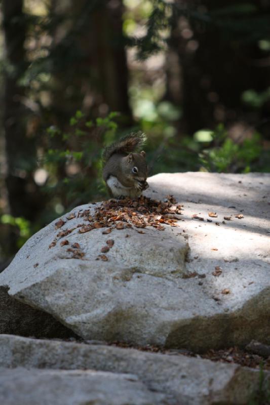 2012-06-12 11:16:28 ** Silver Lake, Utah ** This squirrel was working on a store for the winter.