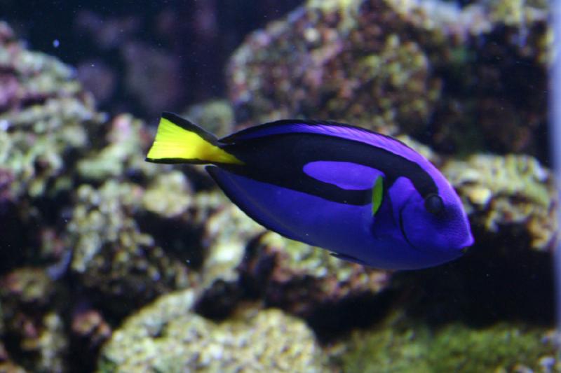 2007-09-01 11:28:44 ** Aquarium, Seattle ** Blue fish with yellow fins.