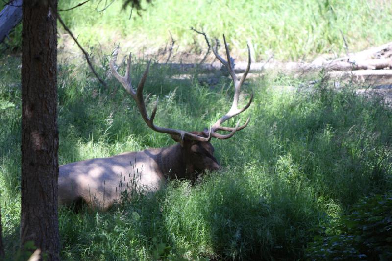 2008-08-16 14:12:06 ** Elk, Yellowstone National Park ** 