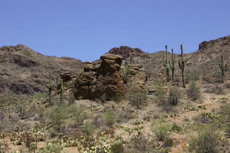 2006-06-17 11:09:58 ** Cactus, Tucson ** At the 'Tucson Mountain Park'.