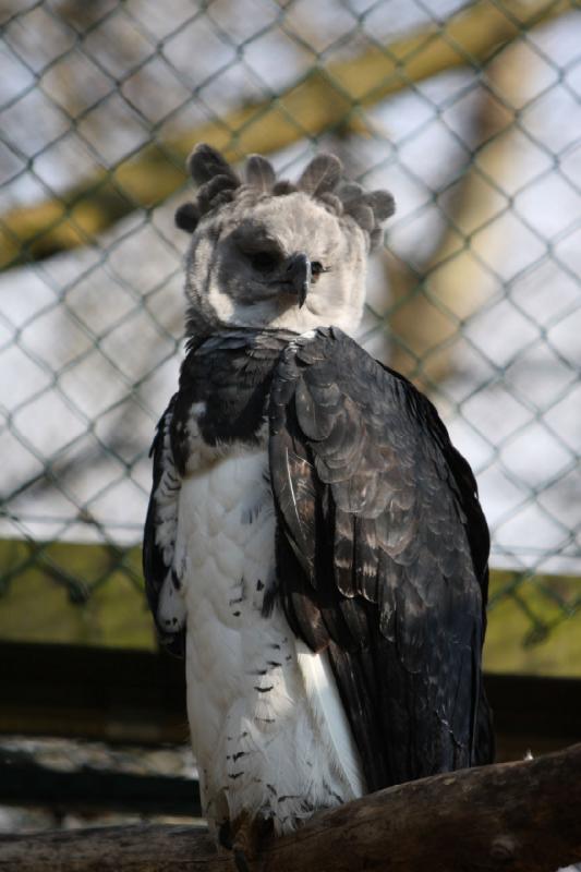 2010-04-13 16:24:00 ** Germany, Walsrode, Zoo ** The Harpy Eagle is from Central and South America.