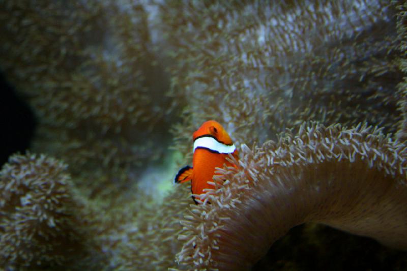 2007-09-01 11:37:18 ** Aquarium, Seattle ** Clownfish.