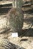 The "Compass Barrel Cactus" leans into the sun. Sometimes so far that this kind of cactus falls over.