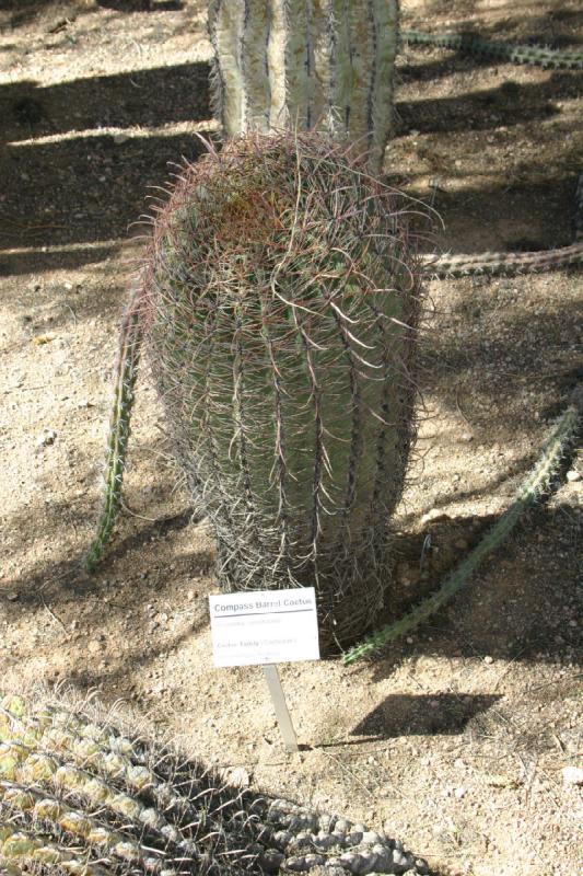 2007-10-27 12:57:14 ** Botanical Garden, Cactus, Phoenix ** The 'Compass Barrel Cactus' leans into the sun. Sometimes so far that this kind of cactus falls over.