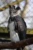 The Harpy Eagle is crowned with a double crest.