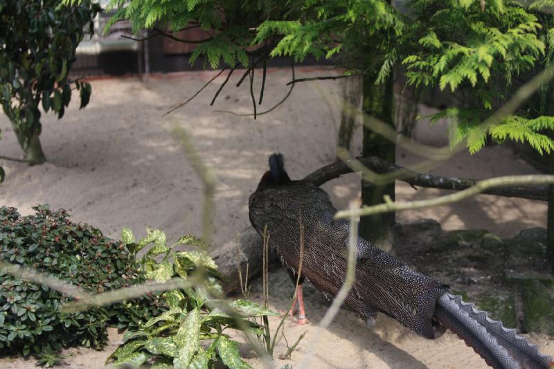 2010-04-13 15:27:23 ** Deutschland, Walsrode, Zoo ** 