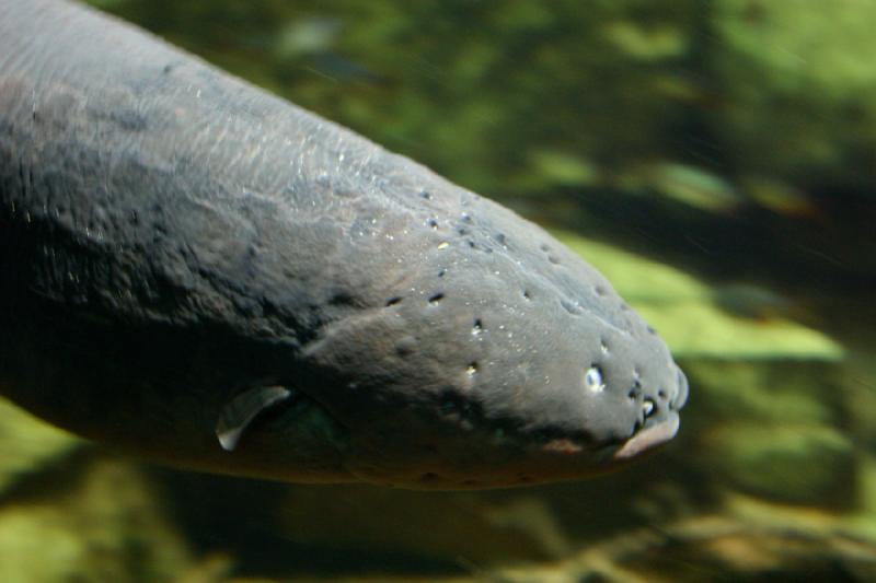 2006-11-29 12:48:16 ** Aquarium, Berlin, Germany, Zoo ** Electric eel.