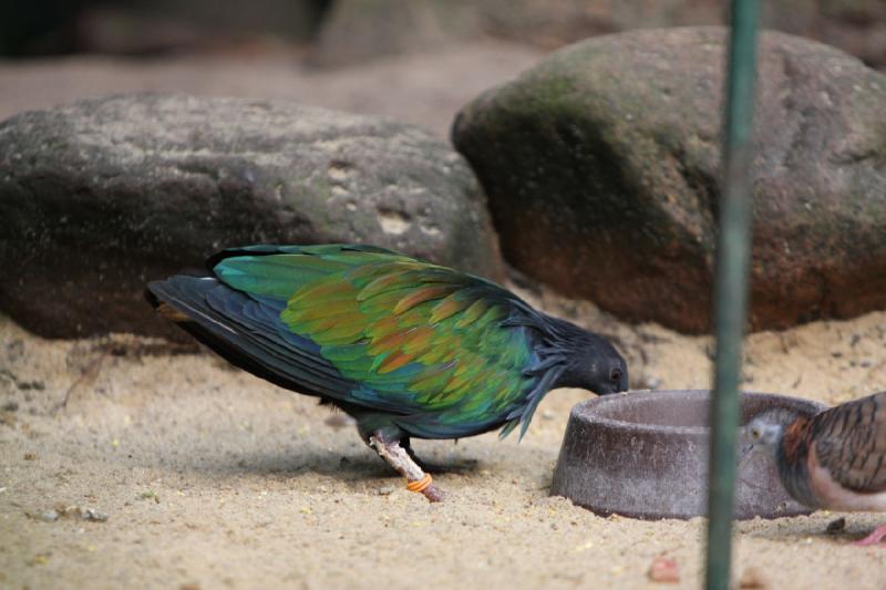 2010-04-13 16:51:26 ** Deutschland, Walsrode, Zoo ** 