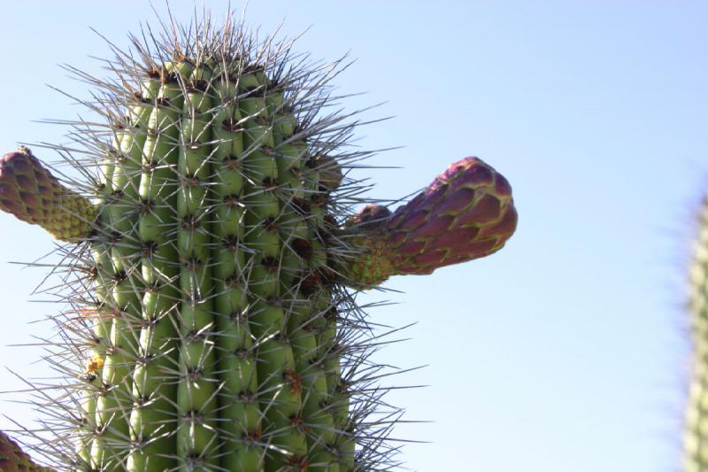 2006-06-17 17:22:50 ** Botanical Garden, Cactus, Tucson ** Fruits of a cactus.