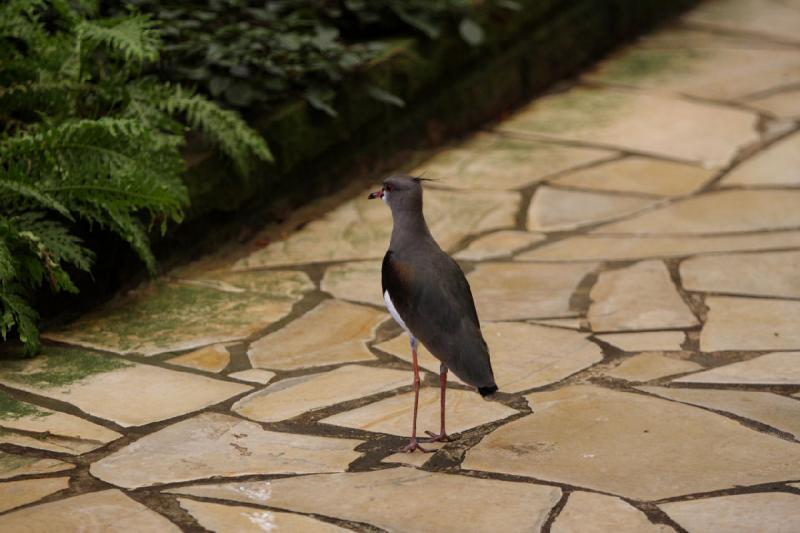 2010-04-13 13:57:03 ** Germany, Walsrode, Zoo ** 