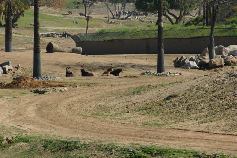 2008-03-21 10:09:48 ** San Diego, San Diego Zoo's Wild Animal Park ** 