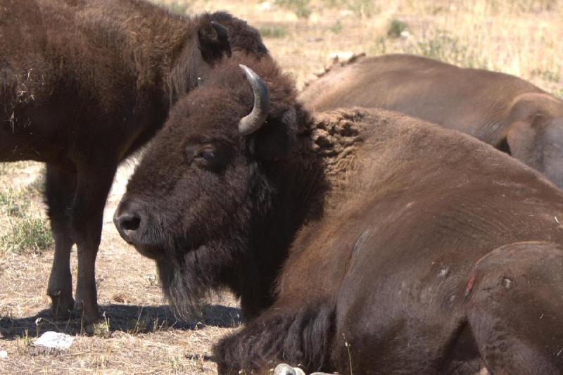 2014-08-15 11:43:50 ** Antelope Island, Bison, Utah ** 