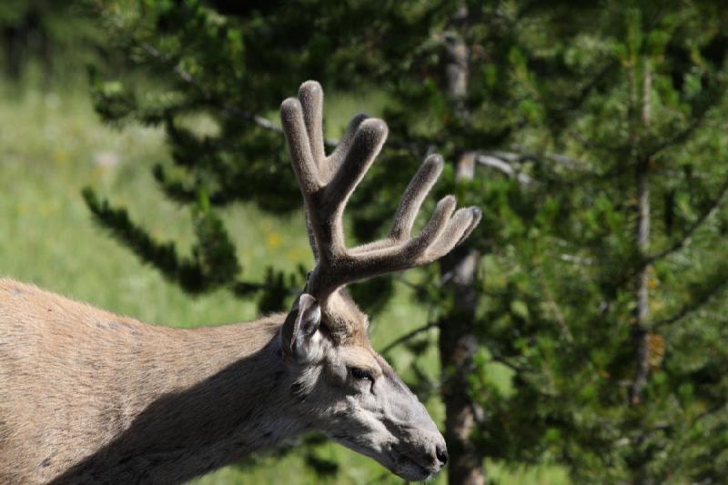 2009-08-05 09:00:59 ** Deer, Yellowstone National Park ** 