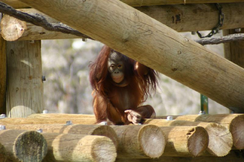2007-03-11 13:33:46 ** Utah, Zoo ** Baby orang-utan.