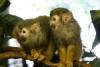 Squirrel monkeys.