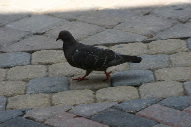2006-07-22 11:55:00 ** Vail ** On the lookout for dropped food.