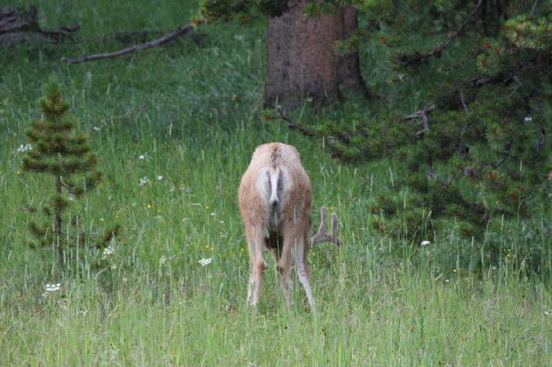 2009-08-04 16:18:59 ** Reh, Yellowstone Nationalpark ** 