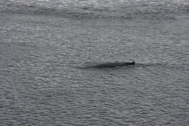 2012-06-19 20:15:28 ** Alaska, Cruise, Humpback Whale ** 