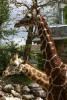 Giraffen.