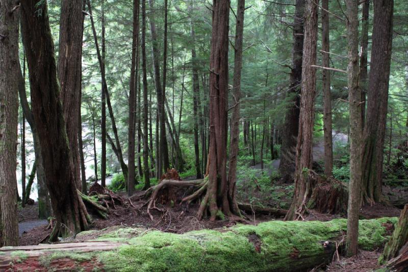 2012-06-19 09:27:27 ** Alaska, Cruise, Ketchikan, Totem Bight State Historic Park ** 2012-06-19 09:27:27 ** Alaska, Cruise, Ketchikan, Totem Bight State Historic Park **