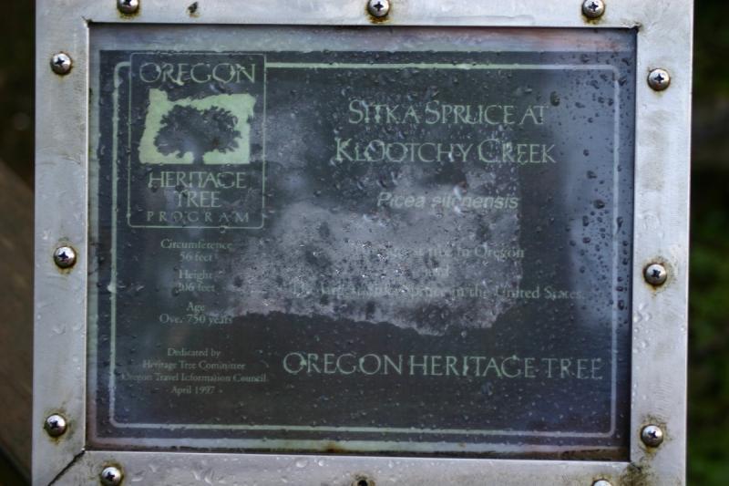 2006-01-28 17:19:14 ** Oregon ** Description of a large sitka spruce.