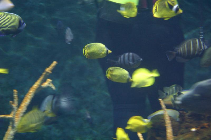 2007-09-01 11:22:44 ** Aquarium, Seattle ** Fish.