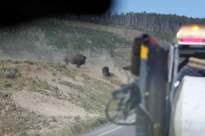 2008-08-16 11:44:51 ** Bison, Yellowstone Nationalpark ** 