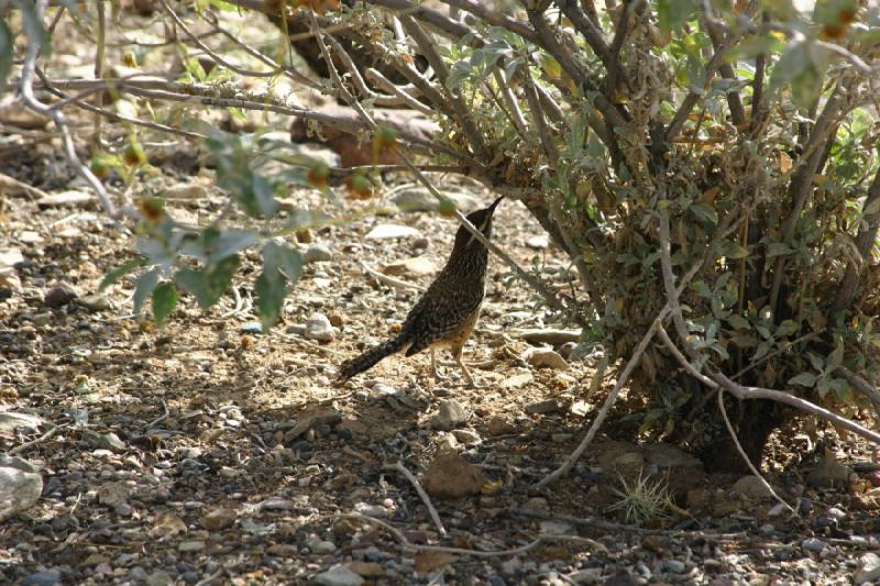 2007-04-14 16:03:18 ** Phoenix, Taliesin West ** This bird is looking for some food.