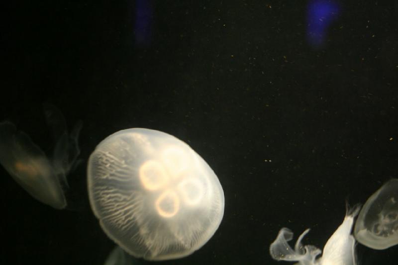 2008-03-22 10:45:22 ** Aquarium, San Diego ** 