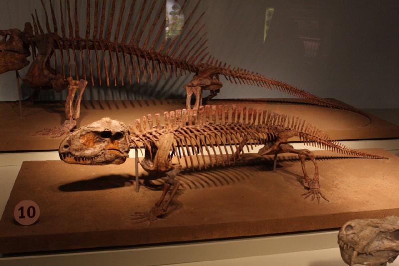 2014-03-13 13:14:25 ** Chicago, Field Museum, Illinois ** 