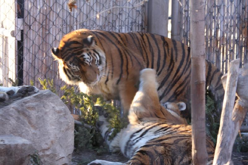 2011-01-23 16:43:19 ** Tiger, Utah, Zoo ** 2011-01-23 16:43:19 ** Tiger, Utah, Zoo **