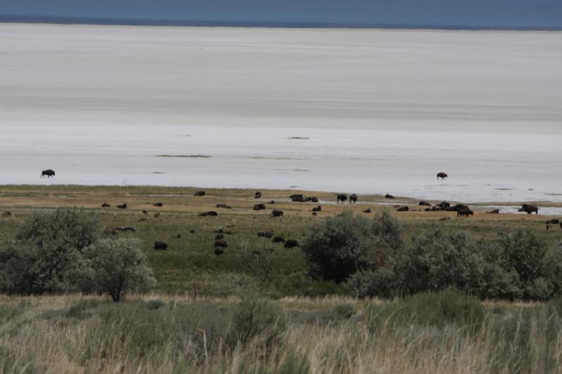 2012-06-11 13:14:18 ** Antelope Island, Bison, Utah ** 