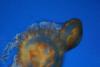 Jellyfish.