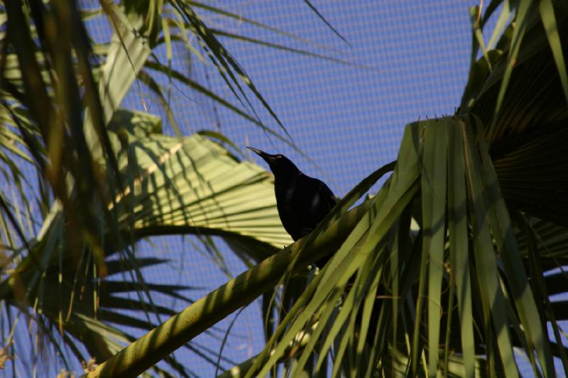 2006-06-17 18:30:02 ** Botanical Garden, Tucson ** Bird in a palm tree.