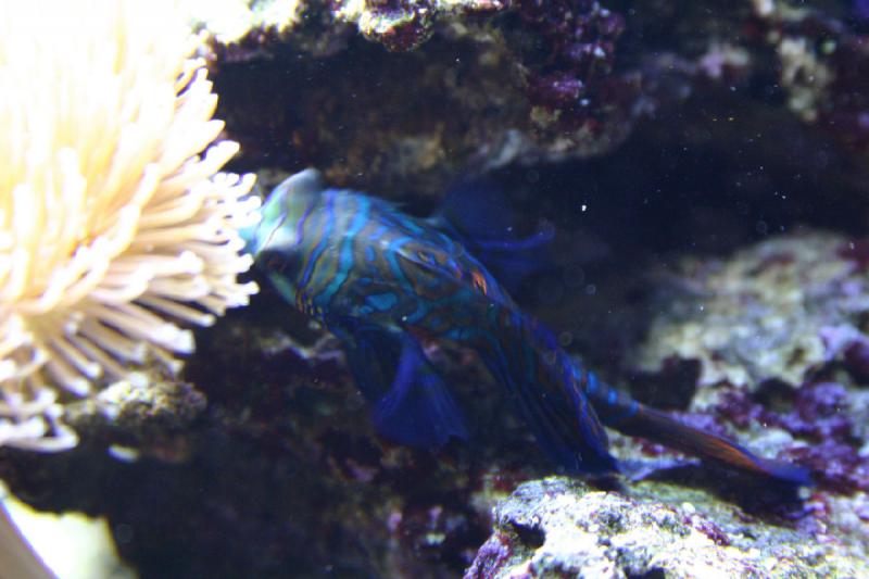 2007-09-01 11:26:48 ** Aquarium, Seattle ** Bunter Fisch. 2007-09-01 11:26:48 ** Aquarium, Seattle ** Bunter Fisch.