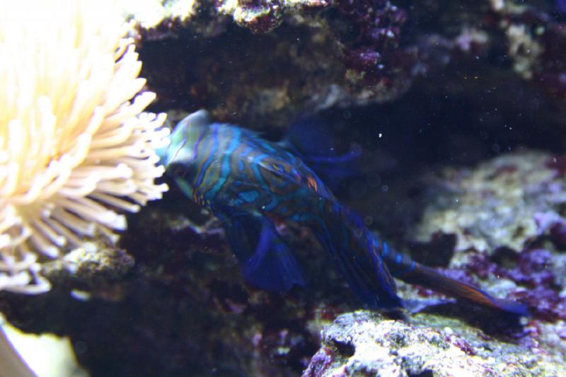 2007-09-01 11:26:48 ** Aquarium, Seattle ** Colorful fish.