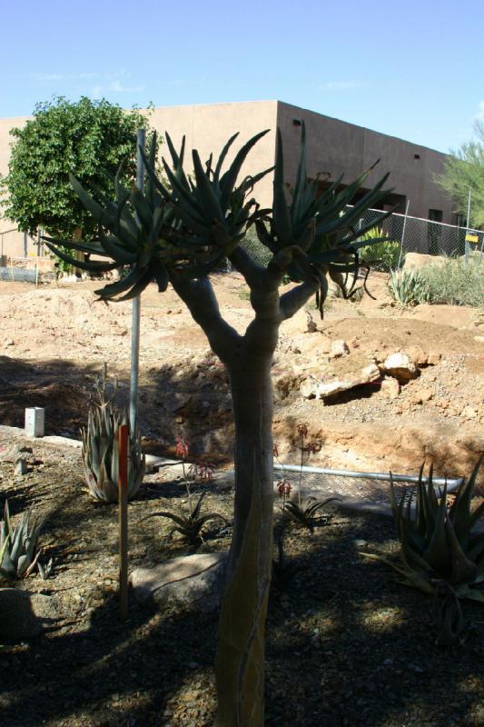 2007-10-27 13:21:08 ** Botanical Garden, Cactus, Phoenix ** Cactus or Palm?