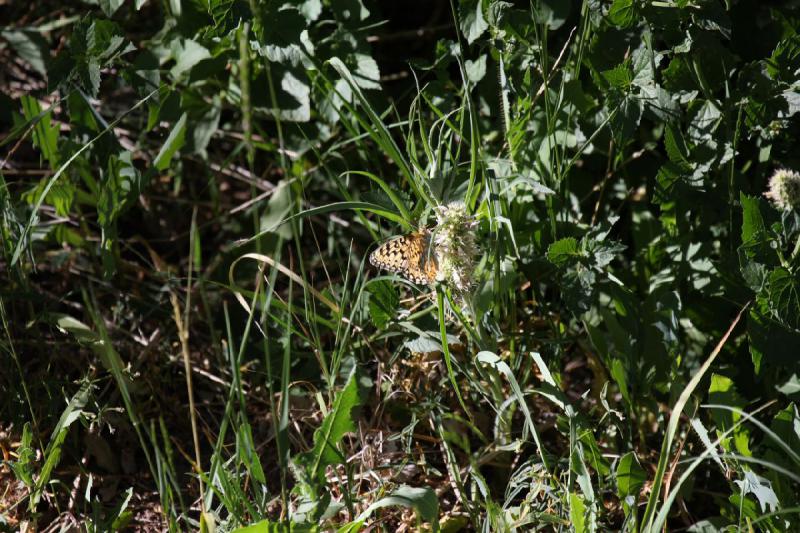 2012-06-27 17:30:59 ** Bear Lake, Idaho ** 