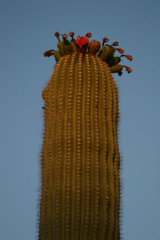 2006-06-17 19:24:26 ** Botanical Garden, Cactus, Tucson ** Saguaro during sunset.