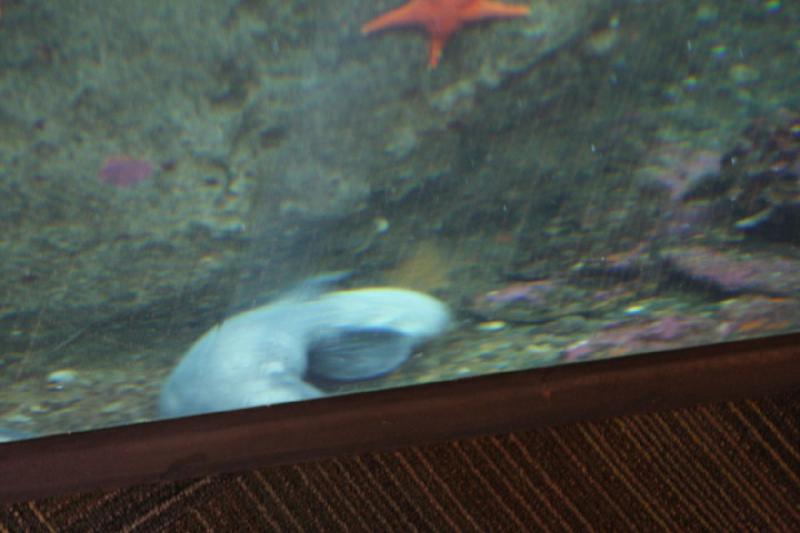 2012-06-16 10:15:24 ** Aquarium, Seattle ** 