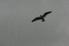Seagull in Seaside, Oregon.