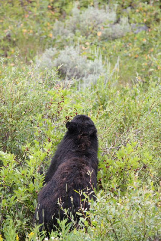 2009-08-05 14:06:24 ** Black Bear, Yellowstone National Park ** 